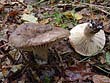 Russula nigricans