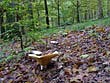 Lactarius vellereus