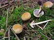 Hypholoma capnoides