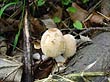 Coprinellus domesticus