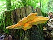 Laetiporus sulphureus