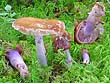 Cortinarius stillatitus