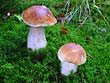 Boletus edulis