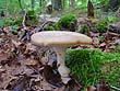 Polyporus tuberaster