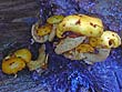 Pholiota adiposa