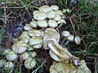 Pholiota  gummosa