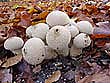 Lycoperdon perlatum