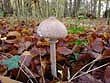 Macrolepiota mastoidea