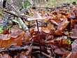 Marasmius alliaceus