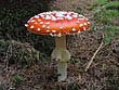 Amanita muscaria