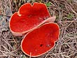 Sarcoscypha coccinea