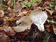 Helvella acetabulum