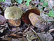 Boletus luridus