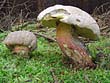 Boletus calopus