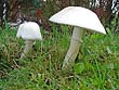 Leucoagaricus holosericeus