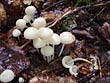 Marasmius wynnei