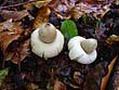 Geastrum fimbriatum