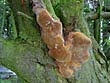 Phellinus pomaceus