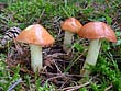 Suillus granulatus