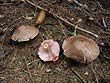 Agaricus silvaticus