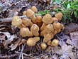 Pholiota squarrosa