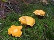 Cantharellus cibarius