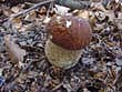 Boletus reticulatus