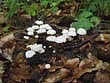 Marasmius rotula