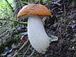 Leccinum rufum