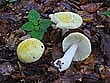 Russula solaris