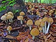 Psathyrella piluliformis