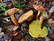 Xerocomus rubellus