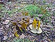 Cantharellus tubaeformis