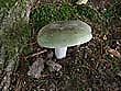 Russula heterophylla