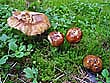 Russula foetens