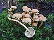 Hypholoma sublateritium