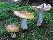 Russula ochroleuca