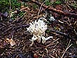 Clavulina coralloides