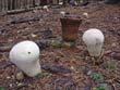 Lycoperdon excipuliforme