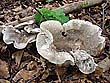 Tricholoma basirubens