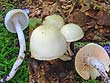 Hygrophorus discoxanthus