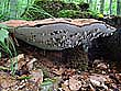 Ganoderma applanatum