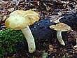 Russula grata