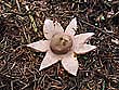 Geastrum vulgatum