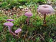 Laccaria amethystea