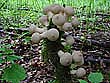 Lycoperdon pyriforme