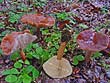 Lactarius fulvissimus