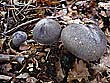 Tricholoma orirubens