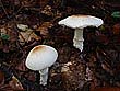 Lepiota ignivolvata