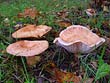 Lactarius torminosus